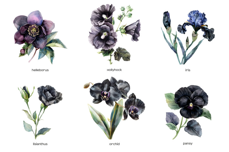 watercolor-black-wedding-flowers-clipart-pastel-black-flower-clip-art-dark-color-plants-collection-dark-and-black-floral-wedding-watercolor-set