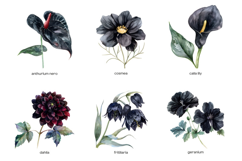 watercolor-black-wedding-flowers-clipart-pastel-black-flower-clip-art-dark-color-plants-collection-dark-and-black-floral-wedding-watercolor-set