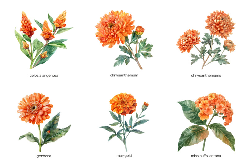 watercolor-orange-wedding-flowers-clipart-pastel-orange-flower-15png