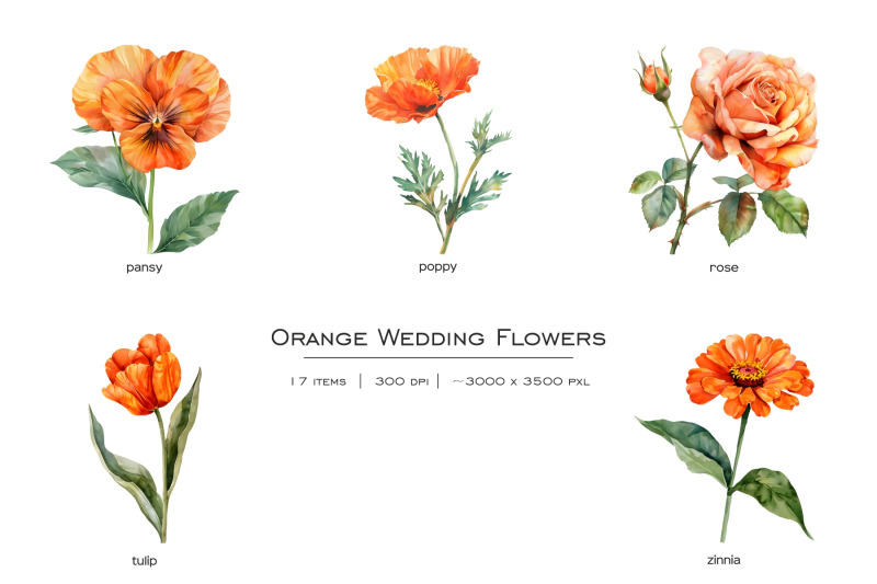 watercolor-orange-wedding-flowers-clipart-pastel-orange-flower-15png