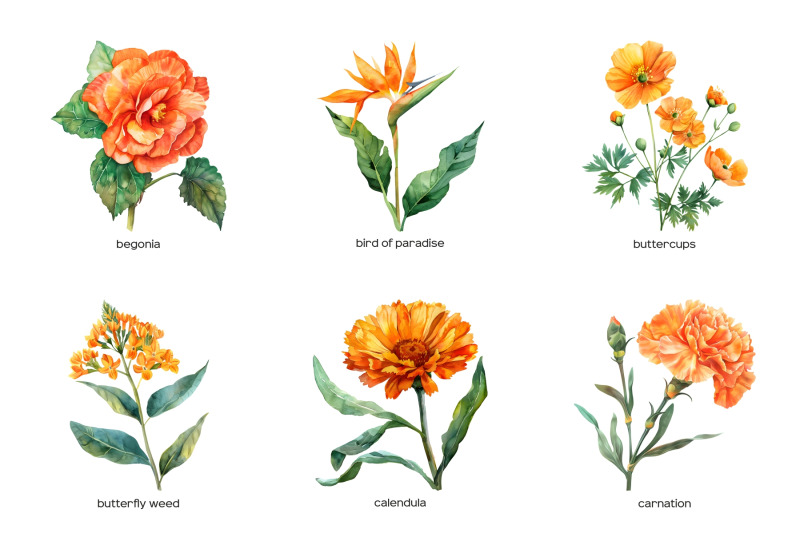 watercolor-orange-wedding-flowers-clipart-pastel-orange-flower-15png