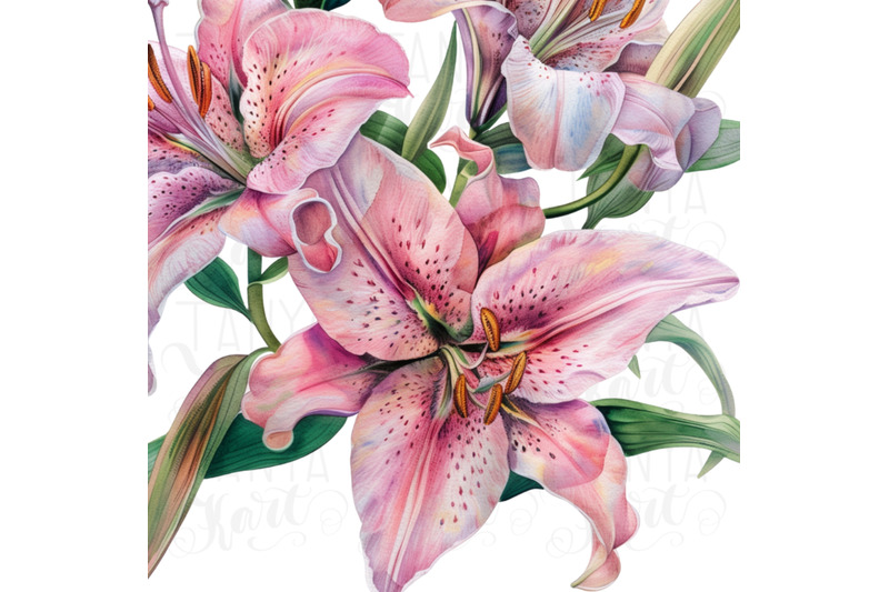 lily-png-digital-image-flower-graphics-amp-downloadable-print