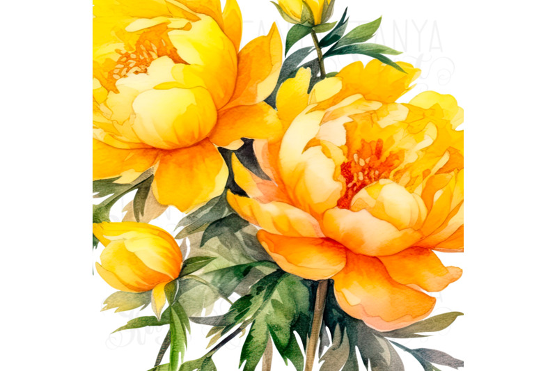 yellow-peonies-png-digital-download-botanical-floral-sticker