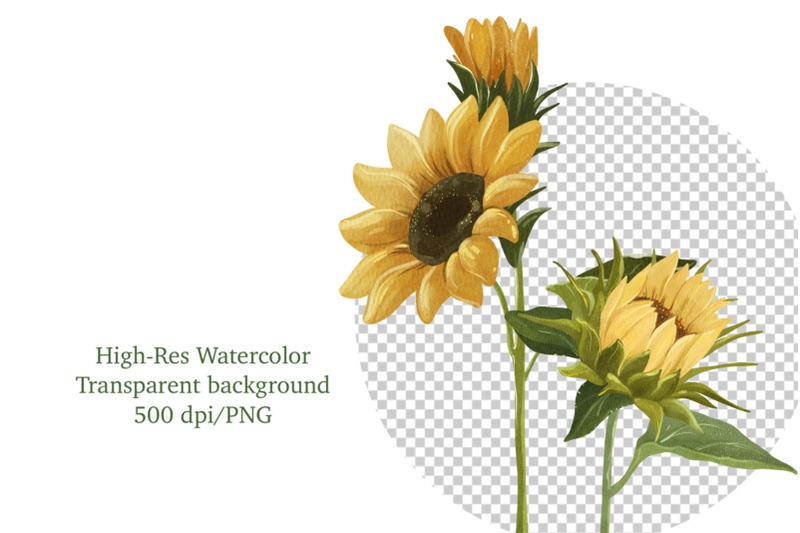 sunflower-png-clipart-watercolor-floral-clipart-bouquet