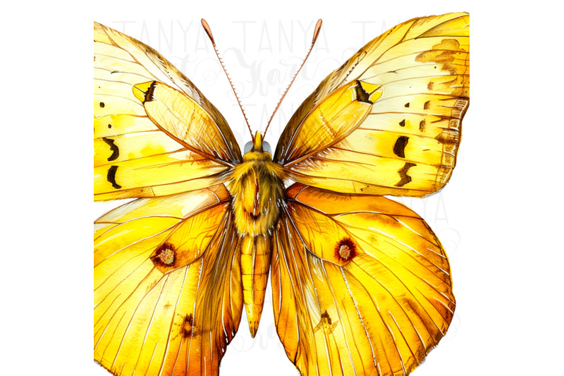 yellow-butterfly-png-digital-download