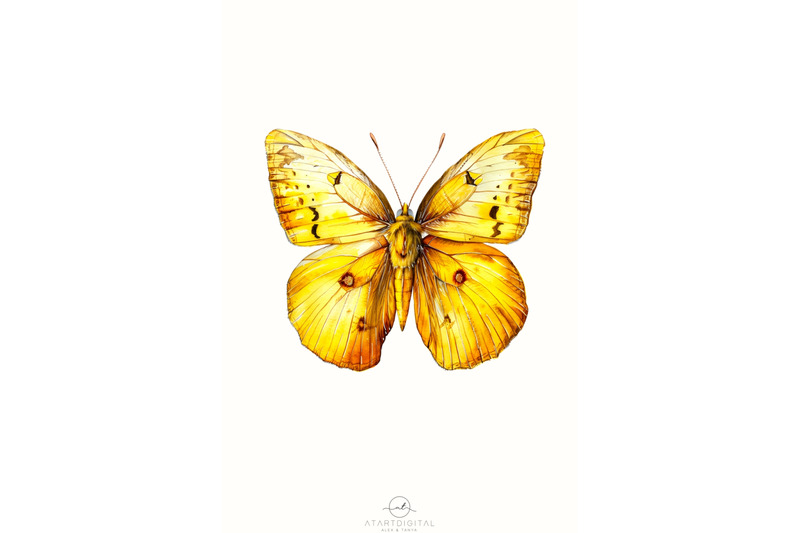 yellow-butterfly-png-digital-download