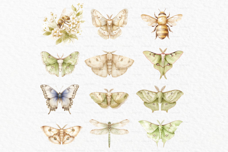 luna-moth-watercolor-clipart