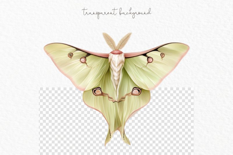 luna-moth-watercolor-clipart