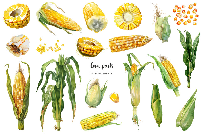 watercolor-maize-clipart-fresh-corn-clip-art-maize-parts-slices