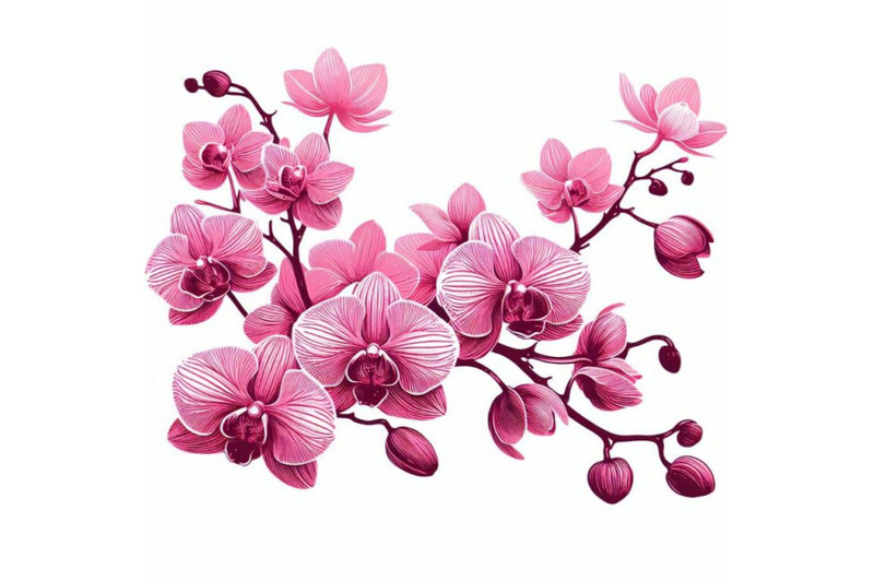 pink-orchid-pink-flowers-orchid-on-a-white