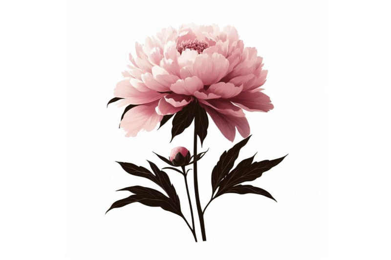 delicate-pink-peony