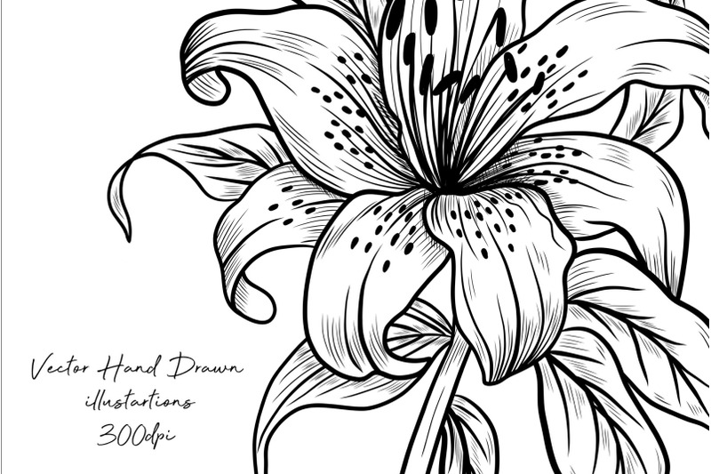 lily-flowers-line-art-collection