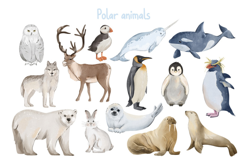 polar-animals-clipart-arctic-animal-png