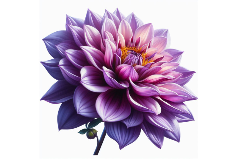 06-purple-dahlia-flower-isolated