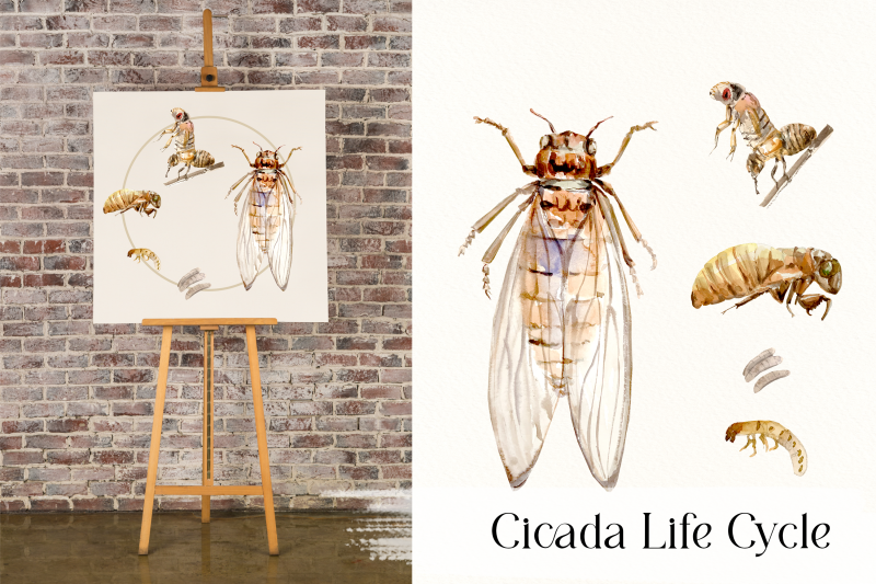 cicada-life-cycle-clip-arts-and-print