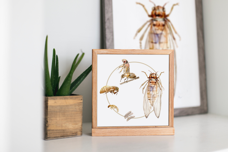 cicada-life-cycle-clip-arts-and-print