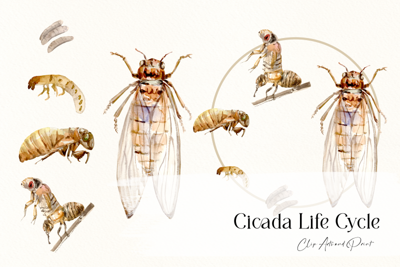 cicada-life-cycle-clip-arts-and-print