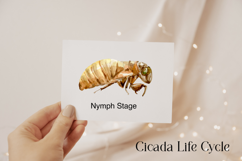 cicada-life-cycle-clip-arts-and-print