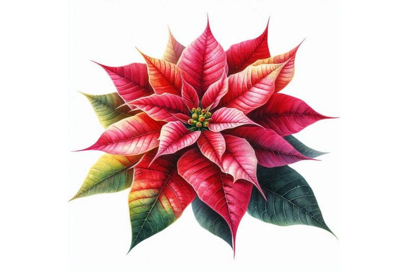 christmas-poinsettia-isolated-on-white-background-watercolor-f