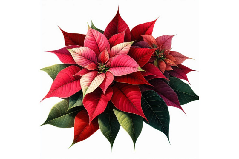 christmas-poinsettia-isolated-on-white-background-watercolor-f