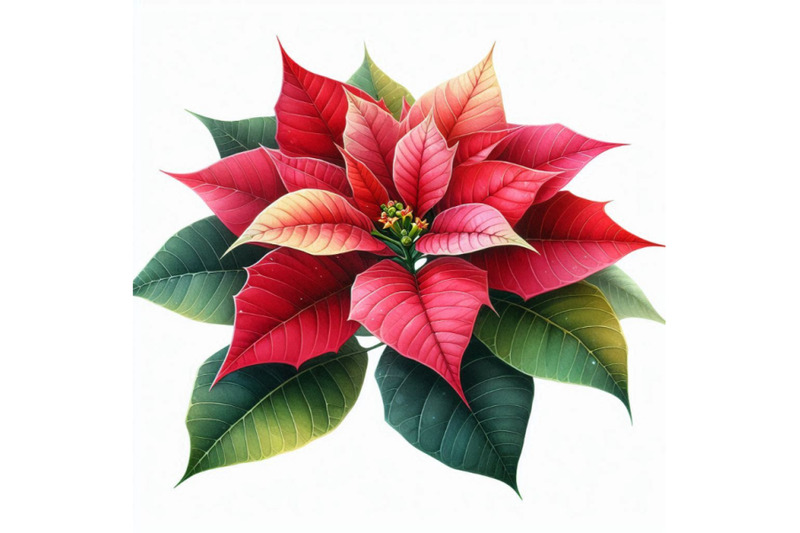 christmas-poinsettia-isolated-on-white-background-watercolor-f