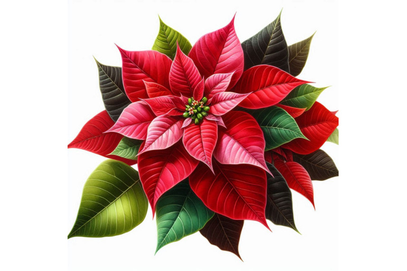 christmas-poinsettia-isolated-on-white-background-watercolor-f