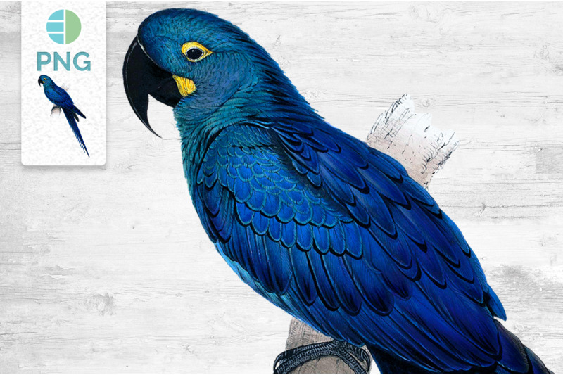 blue-parrot-clipart