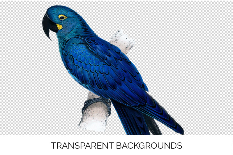 blue-parrot-clipart