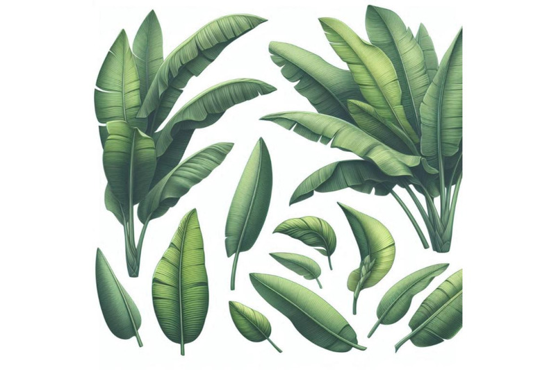 fresh-green-banana-leaves-set-isolated-on-whi