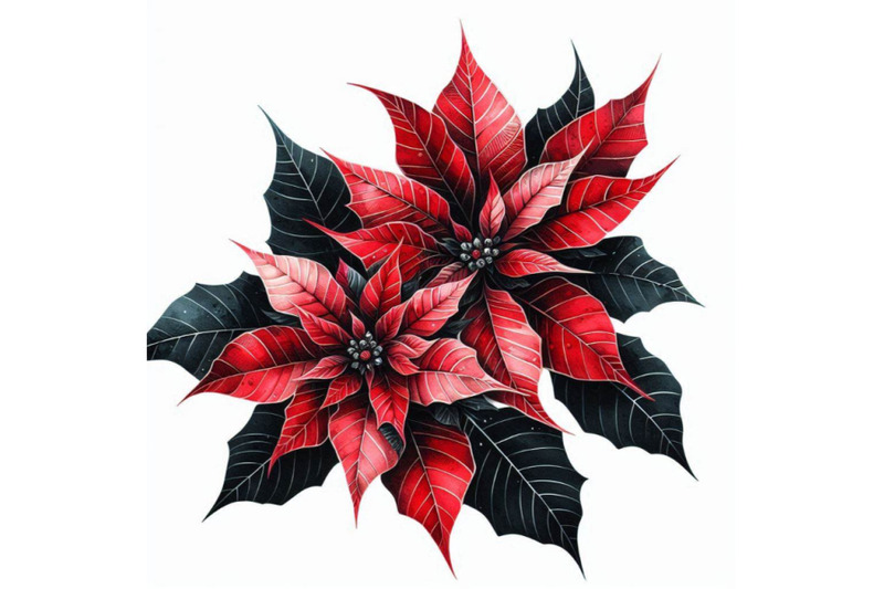 christmas-poinsettia-isolated-on-white-background-watercolor-f