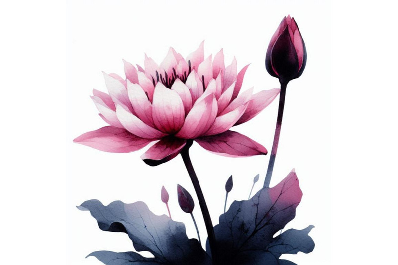 watercolor-pink-water-lily-flower