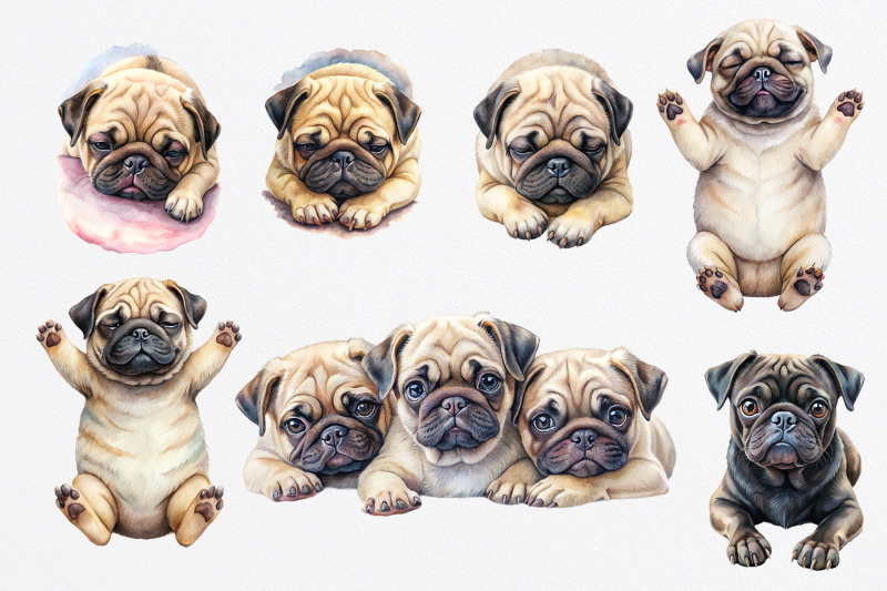 pug-puppies-watercolor-clipart-png