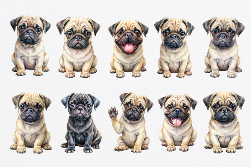 pug-puppies-watercolor-clipart-png