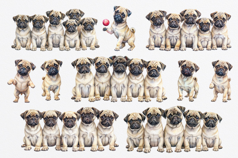 pug-puppies-watercolor-clipart-png