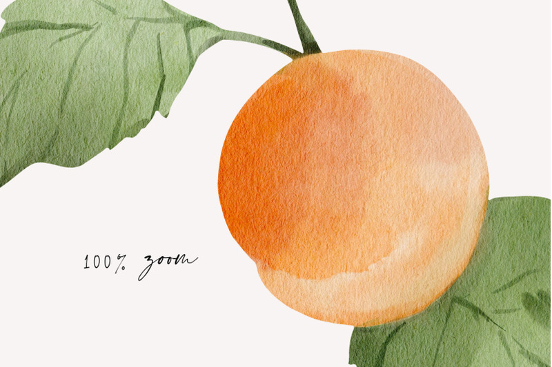 apricots-amp-flowers-watercolor-summer