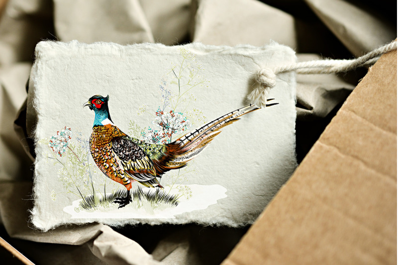 pheasant-vector-illustration