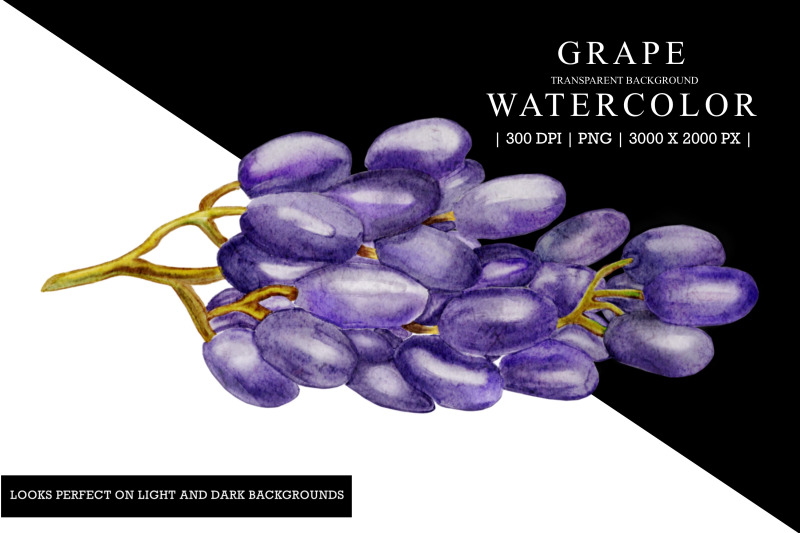 grape-watercolor-illustration-clipart