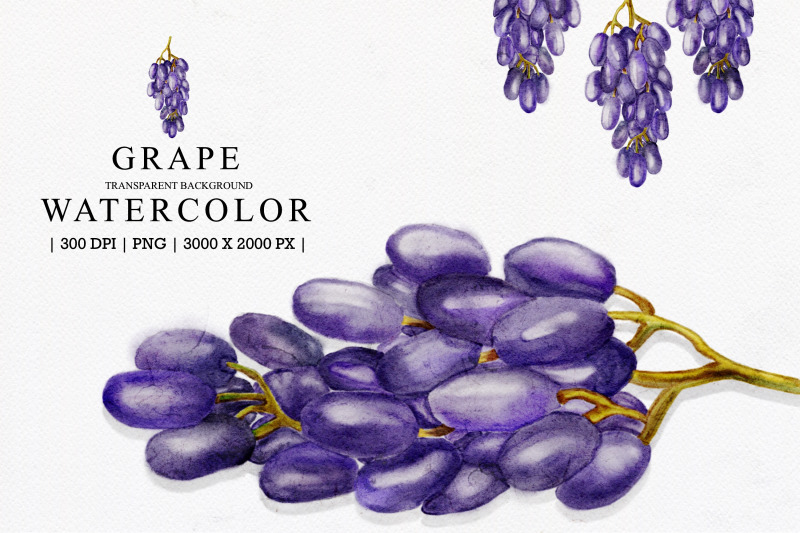 grape-watercolor-illustration-clipart