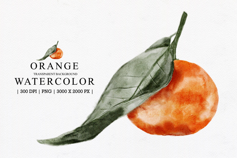 orange-watercolor-illustration-clipart