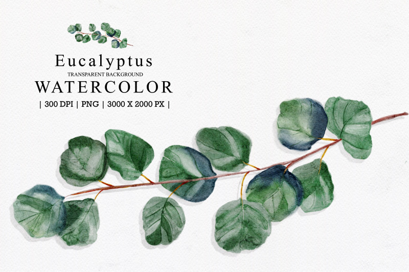 eucalyptus-watercolor-illustration-clipart