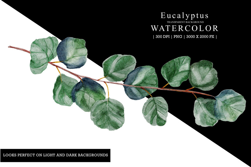 eucalyptus-watercolor-illustration-clipart