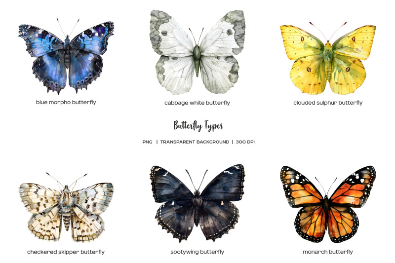 watercolor-butterfly-types-clipart-12-butterflies-png