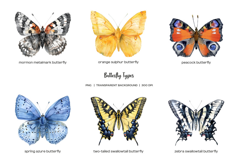 watercolor-butterfly-types-clipart-12-butterflies-png