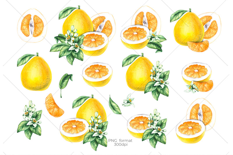 watercolor-pomelo-png