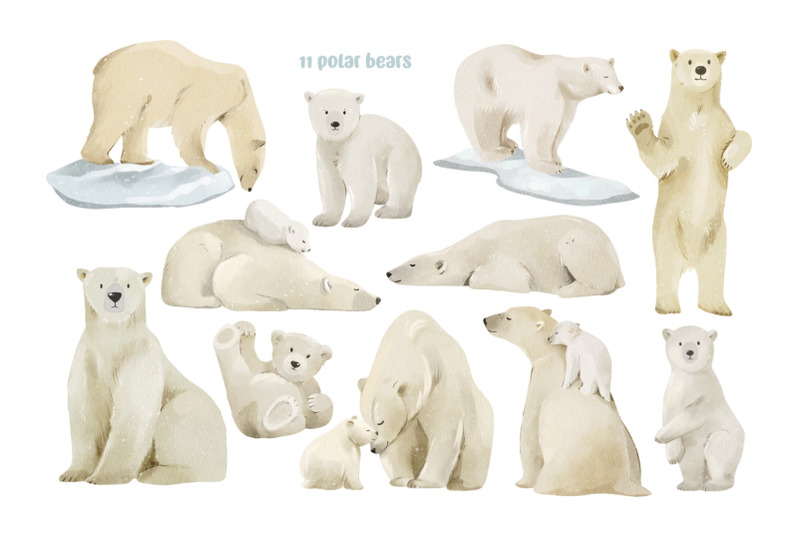 watercolor-polar-bears-arctic-animals-set-arctic-wildlife-clipart