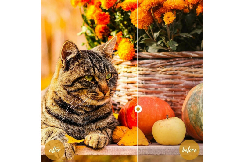 10-pumpkin-mobile-lightroom-presets