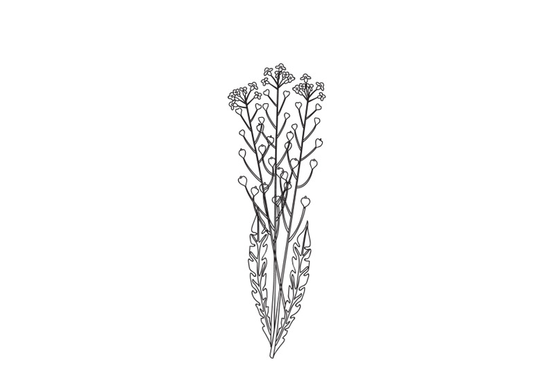 line-art-wildflower-isolated-on-white-background-hand-drawn-botanical