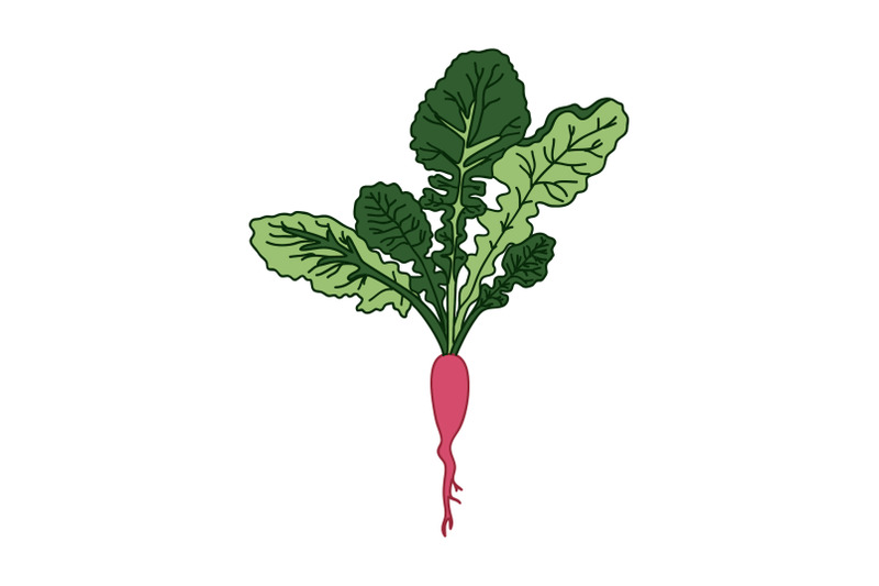 hand-drawn-botanical-juicy-radish-isolated-on-white-background-cartoon