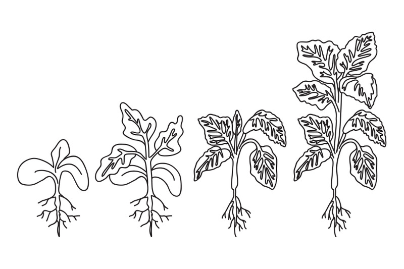 line-art-botanical-tomato-seedlings-with-roots-and-leaves-isolated