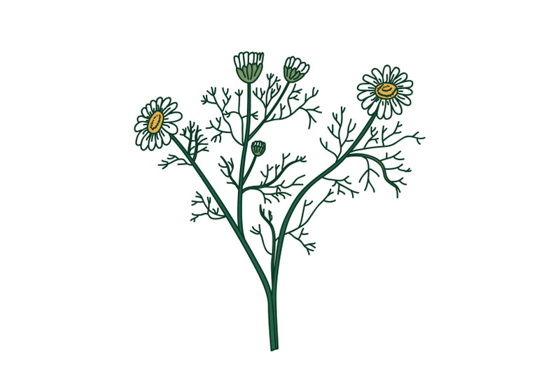 botanical-bouquet-chamomile-isolated-on-white-background-hand-drawn